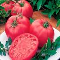 Descripción de la variedad de tomate Pink Dream y sus características