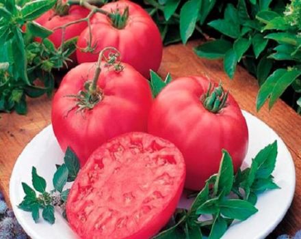 Description of the tomato variety Pink Dream and its characteristics