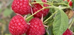 Beskrivelse og karakteristika for Solnyshko hindbærsorten, plantning, vækst og pleje