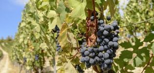 Beschrijving van Mukuzani-druiven, plant- en verzorgingsregels