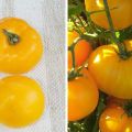 Kuvaus tomaattilajikkeesta Amberhunaja ja sen ominaisuudet