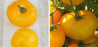 Opis odrody paradajok Jantárový med a jeho vlastnosti