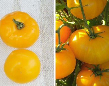 Kuvaus tomaattilajikkeesta Amberhunaja ja sen ominaisuudet