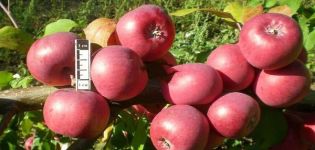 Kenmerken en beschrijving van Bayan-appelbomen, groeiregio's en recensies van tuinders