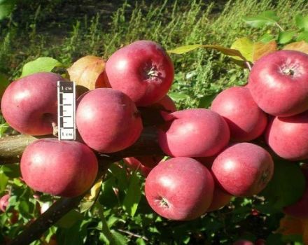 Kenmerken en beschrijving van Bayan-appelbomen, groeiregio's en recensies van tuinders