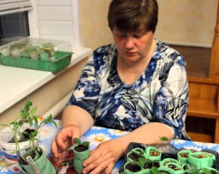 Julia Minyaeva'nın yöntemine göre salyangozda domates ekiyoruz