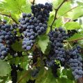 Description and characteristics of the Marquette grape variety, history and features of cultivation