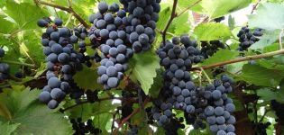 A Marquette szőlőfajtájának leírása és jellemzői, a termesztés története és jellemzői