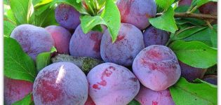 Descripció de la varietat de prune, cura i cura d'Euràsia, pol·linitzadors