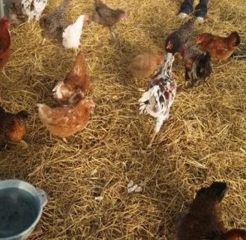Types of bedding on the floor for a chicken coop and how to do it yourself for the winter