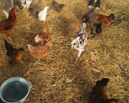 Types of bedding on the floor for a chicken coop and how to do it yourself for the winter