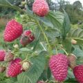 Description and characteristics of the Gusar raspberry variety, yield, cultivation and care