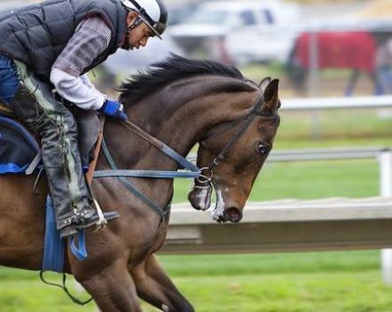 Cele mai bune rase de cai sport pentru caracteristici de săritură și întreținere