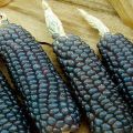 Výhody a poškodenia čiernej kukurice, jej vlastnosti a príprava liečivých vývarov