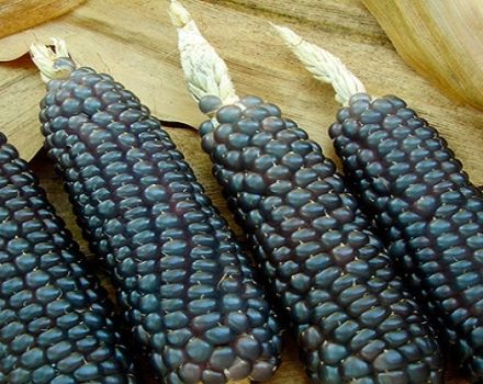 Die Vor- und Nachteile von schwarzem Mais, seine Eigenschaften und die Zubereitung von medizinischen Abkochungen