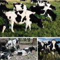 Signos de la raza y características de las vacas Kholmogory, pros y contras.