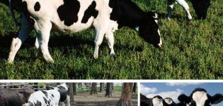Tekenen van het ras en kenmerken van Kholmogory-koeien, voor- en nadelen