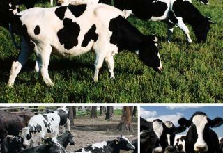 Kholmogory govju šķirnes pazīmes un īpašības, plusi un mīnusi