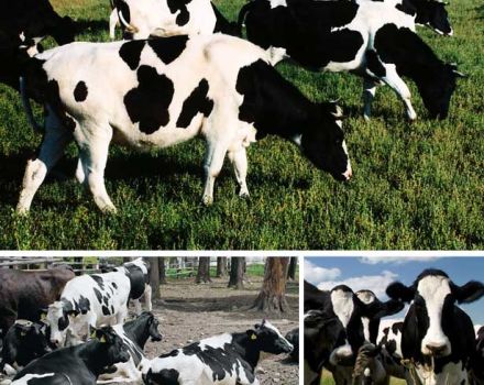 Znakovi pasmine i karakteristike krava Kholmogory, prednosti i nedostaci