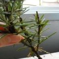 How to propagate and grow rosemary cuttings at home
