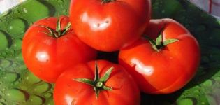Περιγραφή της ποικιλίας ντομάτας Druzhok και των χαρακτηριστικών της