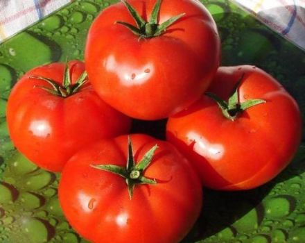 Descripción de la variedad de tomate Druzhok y sus características.