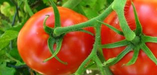 Description of the variety of tomato Cornet and its characteristics