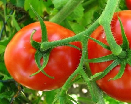 Beskrivning av variationen av tomatkornett och dess egenskaper