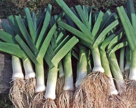 When should you store leeks from your garden?