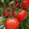 Tomaattilajikkeen Izobilny F1 kuvaus, sen ominaisuudet