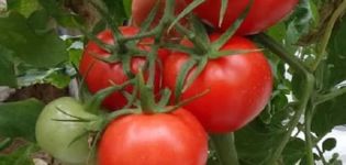 Beschrijving van tomatenras Izobilny F1, zijn kenmerken