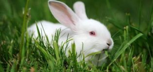 Beschrijving en kenmerken van Hikol-konijnen en regels voor het houden