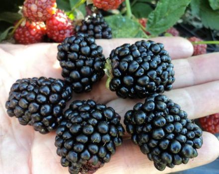 Description and characteristics of Lochness blackberries, planting and care