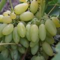 Descrizione e caratteristiche dell'elegante vitigno, storia e sottigliezze di coltivazione