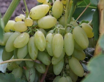 Beschrijving en kenmerken van de elegante druivensoort, geschiedenis en subtiliteiten van de teelt
