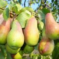 Descripción y características de las variedades de peras Belleza rusa, plantación, cultivo y cuidado.