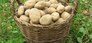 Περιγραφή της ποικιλίας πατάτας Elizabeth, χαρακτηριστικά καλλιέργειας και φροντίδας