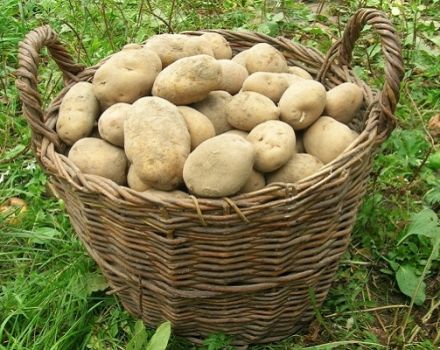 Descripció de la varietat de patates Elizabeth, característiques del cultiu i cura