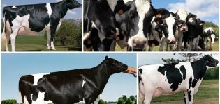 Holstein-friisilaisten lehmien kuvaus ja ominaisuudet, niiden sisältö