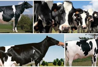 Beskrivelse og karakteristika for Holstein-Friesian-køer, deres indhold