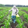 What fertilizers are best to feed or irrigate corn?
