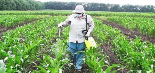 Jaká hnojiva jsou nejlepší pro krmení nebo zavlažování kukuřice?