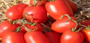 Beschrijving van tomatenras Dino f1, kenmerken van teelt en opbrengst