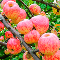 Obuolių veislės „Apple Spas“ aprašymas ir savybės, auginimo istorija ir ypatybės