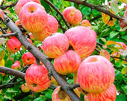 Beschrijving en kenmerken van de appelvariëteit Apple Spas, geschiedenis en kenmerken van de teelt