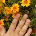 Regeln für die Verwendung von Ringelblumen als Gründüngung und warum ein solcher Dünger nützlich ist