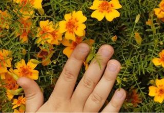 Rules for the use of marigolds as green manure and why such fertilizer is useful