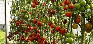 A paradicsomfajta szárítása, jellemzői és termesztése