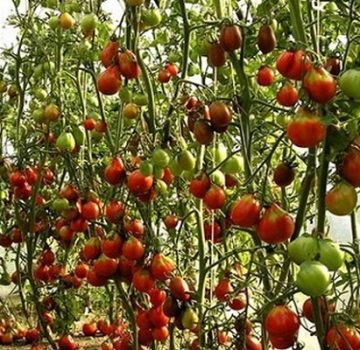 Description of tomato variety Drying, its characteristics and cultivation