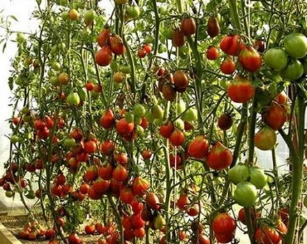 Opis odrody paradajok Sušenie, jeho vlastnosti a pestovanie